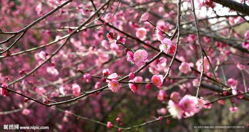 梅花视频,探寻梅花之美，感受传统文化魅力