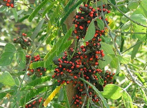 红豆生南国视频,探寻江南水乡的浪漫风情