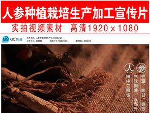 人参种植视频