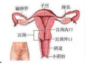 电击阴道视频,探索人体极限的禁忌领域