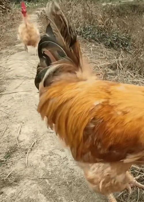 大公鸡 视频,探寻乡村生活的魅力与智慧