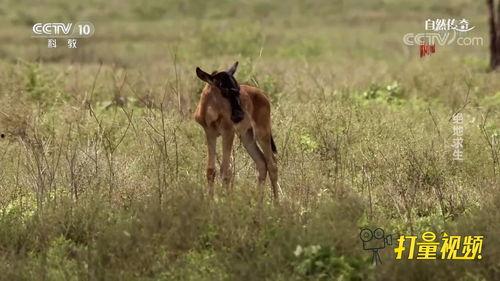 小角马视频,揭秘趣味科普，带你走进知识殿堂