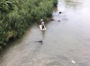 电鱼小视频,触目惊心的水下捕鱼真相