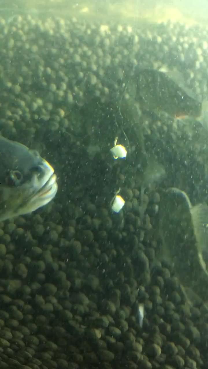 鱼排卵视频,揭秘水族世界的繁殖奥秘