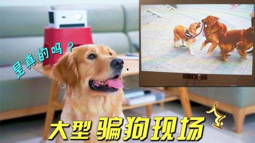 狗狗叫视频播放,狗狗欢快叫声背后的温馨故事