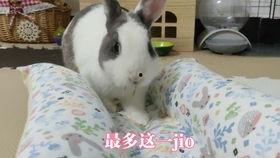 兔子家视频,萌宠互动，欢乐满屋