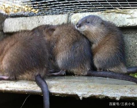 水耗子视频,揭秘神秘水生生物的生存智慧